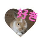 ラビちゃんず（個別スタンプ：38）