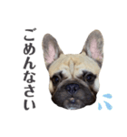 フレブルのジョージさん敬語（個別スタンプ：10）