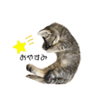 neco×neco（個別スタンプ：1）