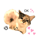 neco×neco（個別スタンプ：2）