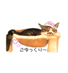 neco×neco（個別スタンプ：3）