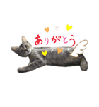 neco×neco（個別スタンプ：9）