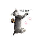 neco×neco（個別スタンプ：11）