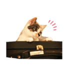 neco×neco（個別スタンプ：12）