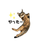 neco×neco（個別スタンプ：15）