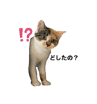 neco×neco（個別スタンプ：16）
