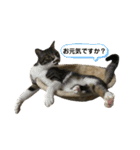 neco×neco（個別スタンプ：18）
