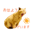 つくね スタンプ ふたつめ（個別スタンプ：2）