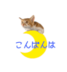 つくね スタンプ ふたつめ（個別スタンプ：3）