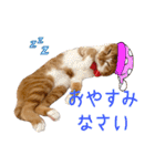 つくね スタンプ ふたつめ（個別スタンプ：4）