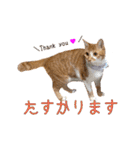 つくね スタンプ ふたつめ（個別スタンプ：8）