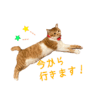 つくね スタンプ ふたつめ（個別スタンプ：9）