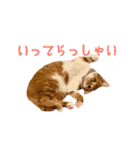 つくね スタンプ ふたつめ（個別スタンプ：10）