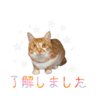 つくね スタンプ ふたつめ（個別スタンプ：11）