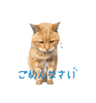 つくね スタンプ ふたつめ（個別スタンプ：12）
