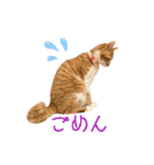 つくね スタンプ ふたつめ（個別スタンプ：13）