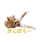 つくね スタンプ ふたつめ（個別スタンプ：17）