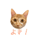 つくね スタンプ ふたつめ（個別スタンプ：25）