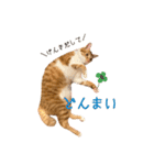 つくね スタンプ ふたつめ（個別スタンプ：26）