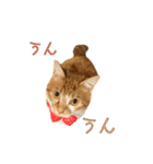 つくね スタンプ ふたつめ（個別スタンプ：28）