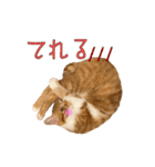 つくね スタンプ ふたつめ（個別スタンプ：29）
