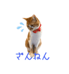 つくね スタンプ ふたつめ（個別スタンプ：30）