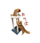 つくね スタンプ ふたつめ（個別スタンプ：31）
