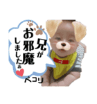 A.Ifamily Sticker3（個別スタンプ：1）