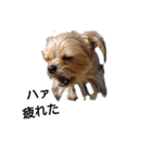 最愛の息子犬③（個別スタンプ：3）