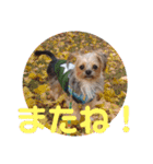 最愛の息子犬③（個別スタンプ：4）