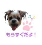 最愛の息子犬③（個別スタンプ：6）