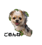 最愛の息子犬③（個別スタンプ：8）