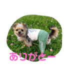最愛の息子犬③（個別スタンプ：9）