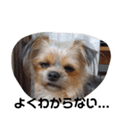 最愛の息子犬③（個別スタンプ：10）