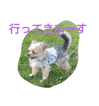 最愛の息子犬③（個別スタンプ：11）