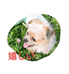 最愛の息子犬③（個別スタンプ：12）