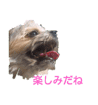 最愛の息子犬③（個別スタンプ：16）