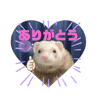 フェレットのりんちゃん（個別スタンプ：1）