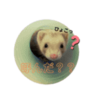 フェレットのりんちゃん（個別スタンプ：2）