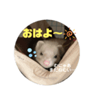 フェレットのりんちゃん（個別スタンプ：5）