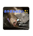 フェレットのりんちゃん（個別スタンプ：6）