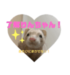 フェレットのりんちゃん（個別スタンプ：7）