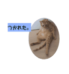 ふうちゃんの巻 Part1（個別スタンプ：3）