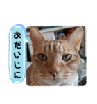 ふうちゃんの巻 Part1（個別スタンプ：13）