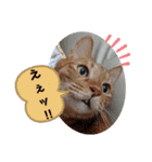 ふうちゃんの巻 Part1（個別スタンプ：15）