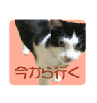 ビビ＆カカ4（個別スタンプ：1）