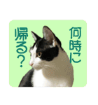 ビビ＆カカ4（個別スタンプ：2）