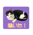 ビビ＆カカ4（個別スタンプ：4）