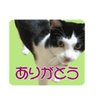 ビビ＆カカ4（個別スタンプ：7）