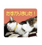 ビビ＆カカ4（個別スタンプ：11）